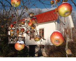 Mellangården i Äpplerum